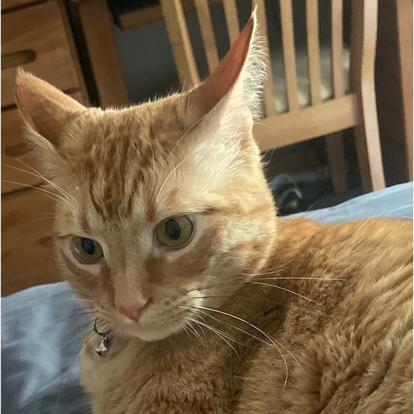 Meet your Posher, Dora - Picture 4 of 6